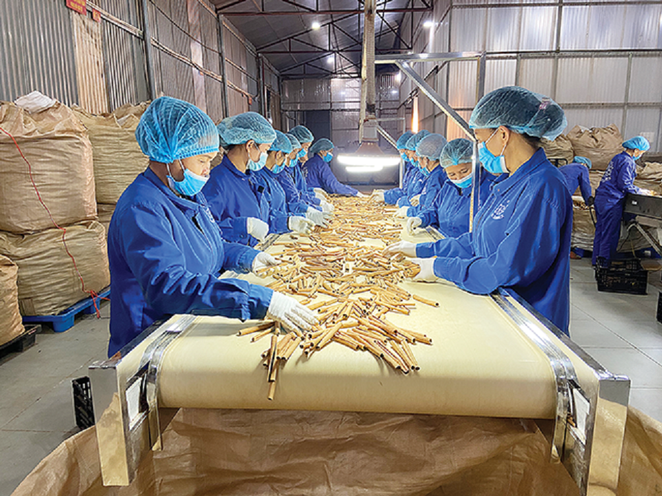 Qué xuất khẩu cho giá trị cao.