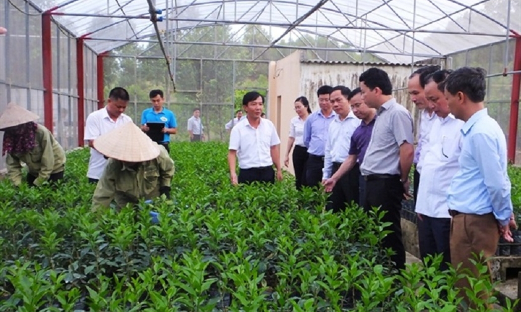 Chọn tạo cây giống là nhiệm vụ quan trọng hàng đầu trong khoa học lâm nghiệp.