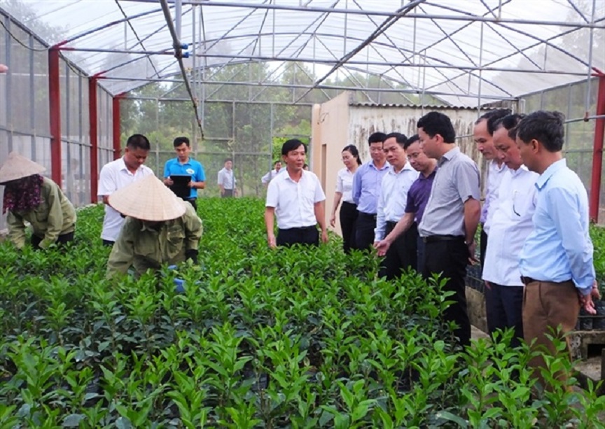 Chọn tạo cây giống là nhiệm vụ quan trọng hàng đầu trong khoa học lâm nghiệp.