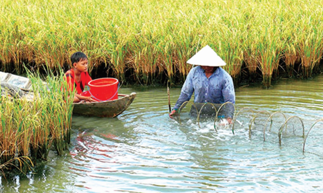 Mô hình tôm - lúa giúp tăng lợi nhuận cho nông dân.
