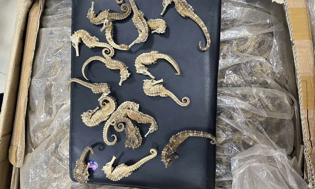 Lô hàng cá ngựa khô vừa bị phát hiện tại Hà Nội