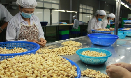 Doanh nghiệp xuất khẩu điều Việt Nam “đói” thông tin về thị trường EU