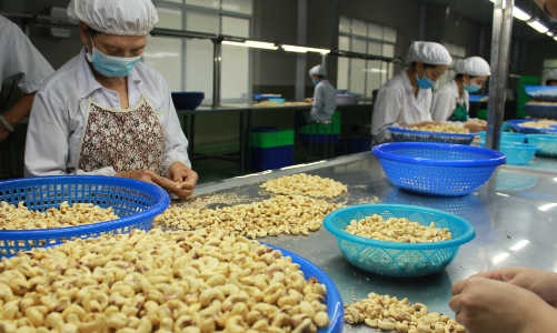 Doanh nghiệp xuất khẩu điều Việt Nam “đói” thông tin về thị trường EU 