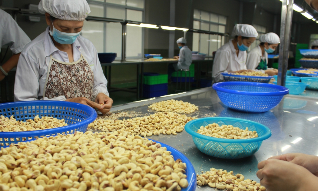 EU là thị trường xuất khẩu hạt điều lớn thứ hai của Việt Nam.