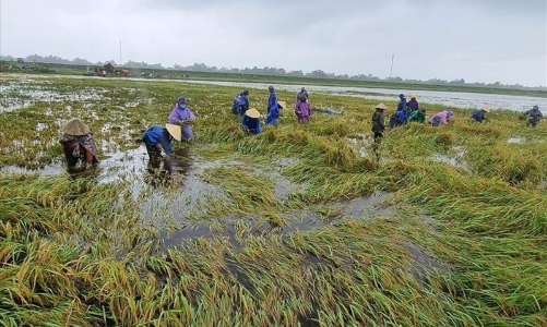 Sắp hỗ trợ tới 90% phí bảo hiểm nông nghiệp 