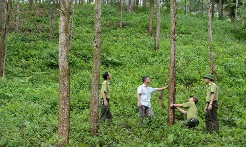 Hướng dẫn thủ tục thí điểm chuyển mục đích sử dụng rừng