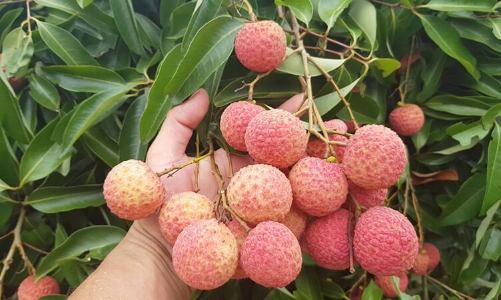 Xúc tiến tiêu thụ vải thiều tại Hải Dương