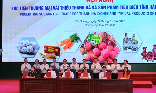 Hải Dương mở vườn thu hái vải xuất khẩu đi các thị trường quốc tế