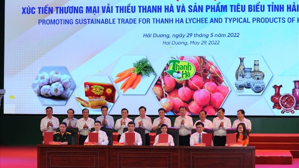 Hải Dương mở vườn thu hái vải xuất khẩu đi các thị trường quốc tế