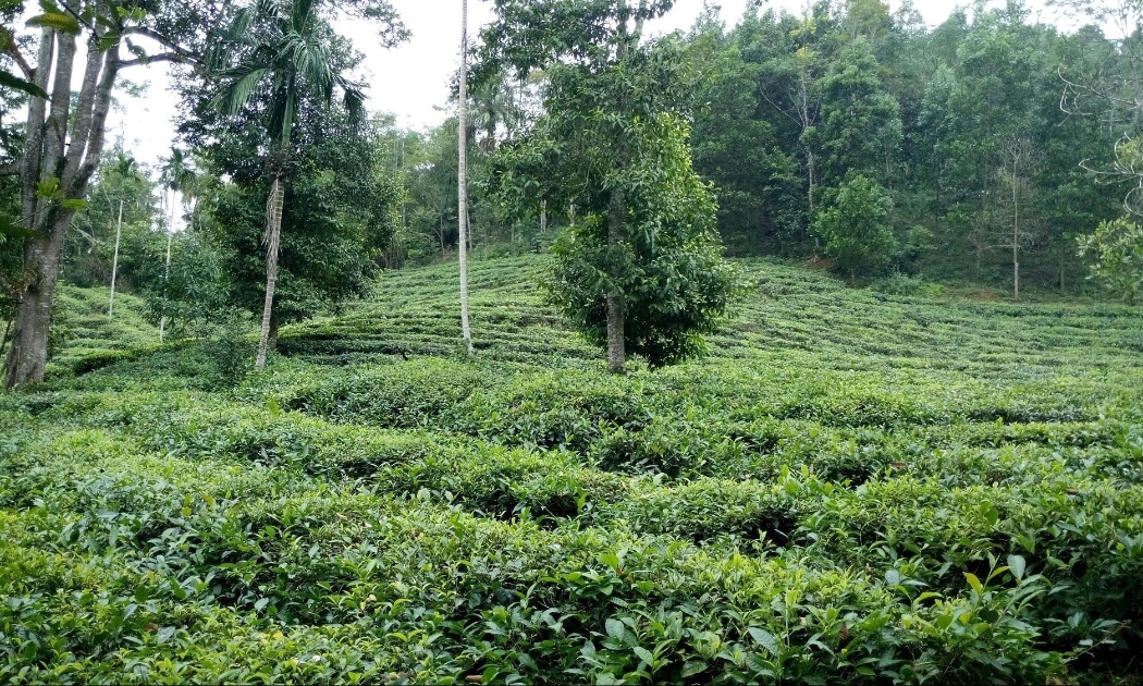 Mục tiêu của dự án góp phần bảo vệ rừng. Ảnh - UNDP. 