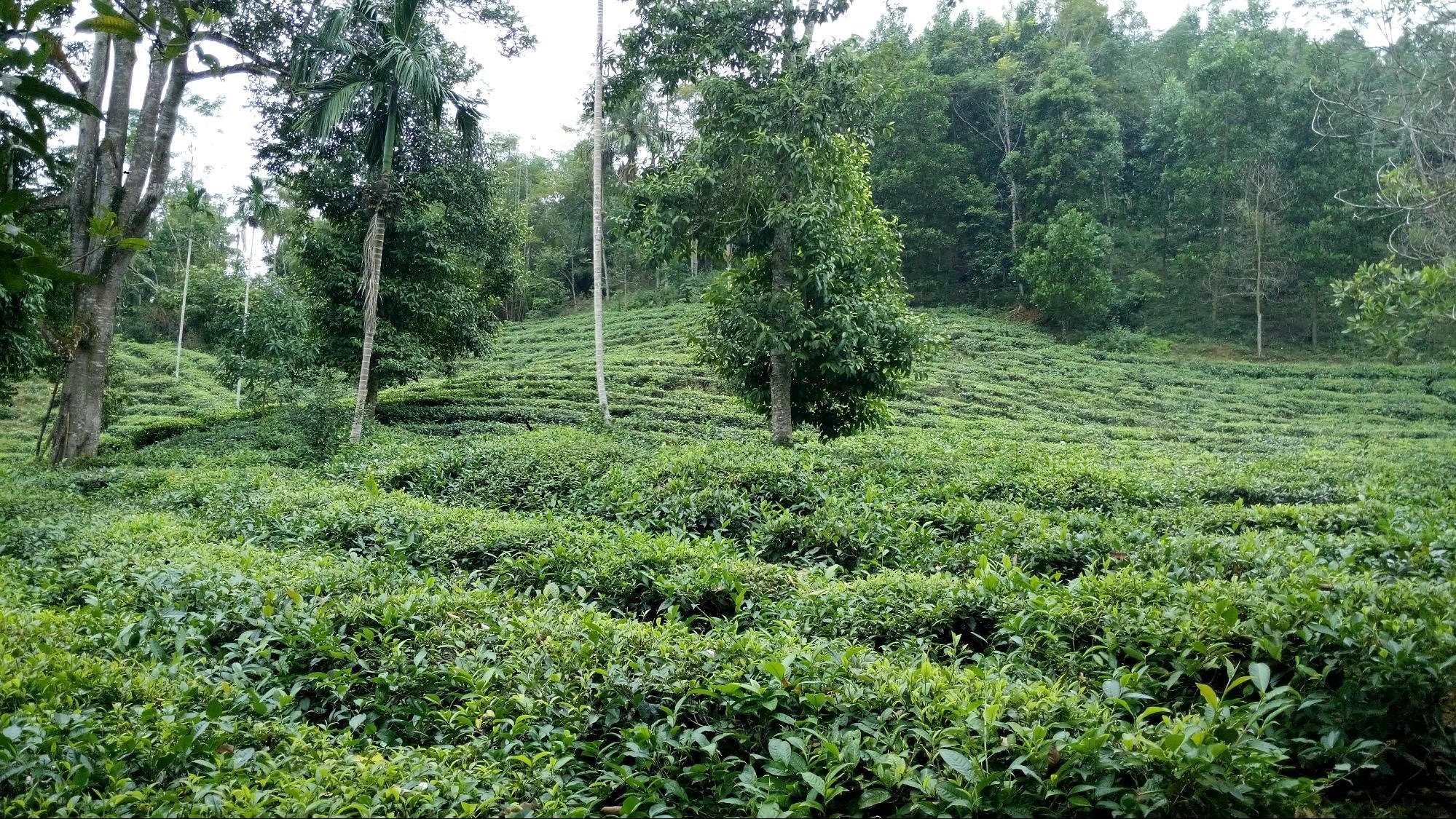 Mục tiêu của dự án góp phần bảo vệ rừng. Ảnh - UNDP. 