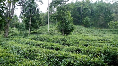 EU funding forest protection project in Lam Dong and Dak Nong