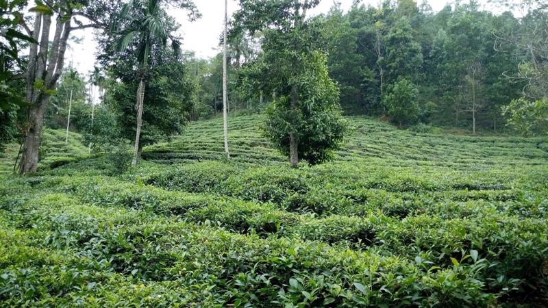 EU funding forest protection project in Lam Dong and Dak Nong