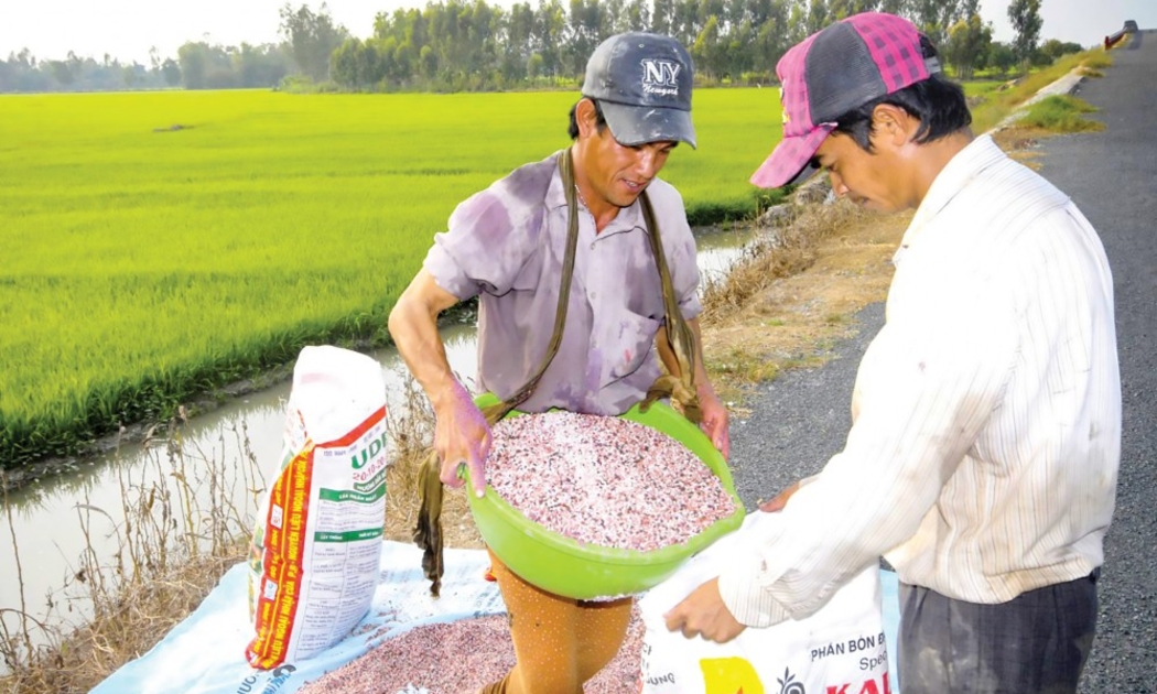 Giá các loại phân bón thị trường trong nước liên tục tăng cao.
