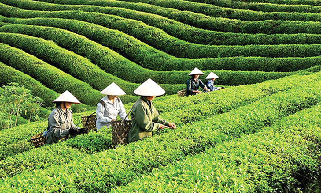 Sản phẩm chè của Việt Nam cũng đã được xuất khẩu tới hơn 70 quốc gia và vùng lãnh thổ.