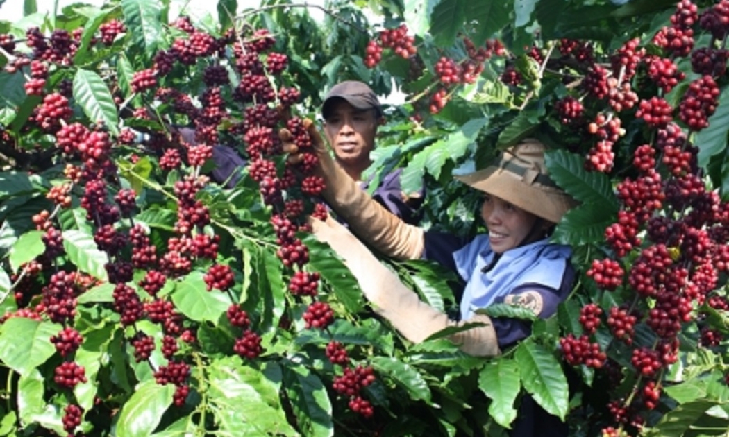 5 tháng đầu năm 2022, giá xuất khẩu bình quân cà phê của Việt Nam ước đạt mức 2.251 USD/tấn, tăng 24% so với cùng kỳ năm 2021.