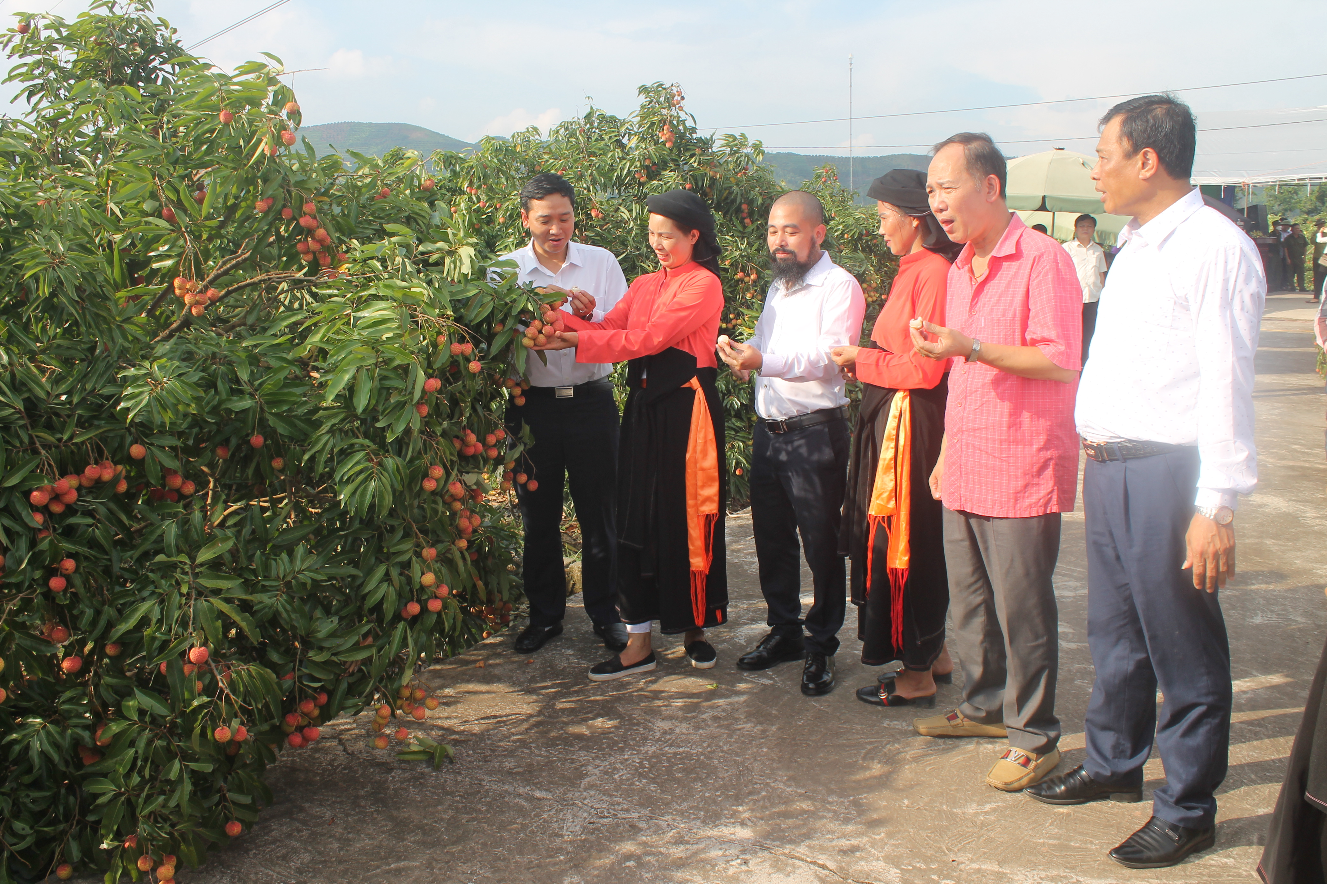 Vải thiều Lục Ngạn đã bắt đầu chín.