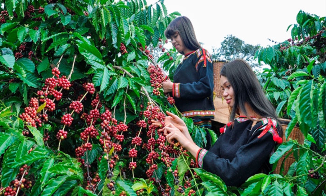 Cà phê là một trong những cây trồng chủ lực ở Tây Nguyên.