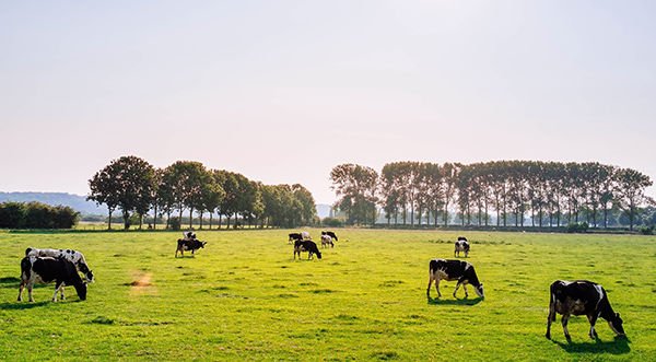 Trang trại Hurtgenlea Holsteins