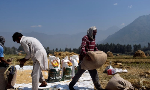 Thế giới có thể sắp “sốt” giá gạo?