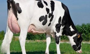 Giống bò #1 Net Merit Cow