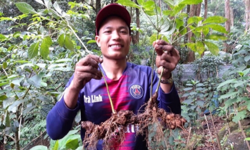 Chương trình phát triển sâm Ngọc Linh cần hơn 70 nghìn tỷ đồng