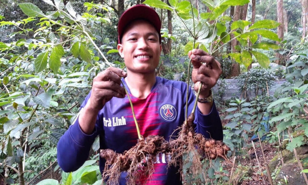 Sâm Ngọc Linh cho giá trị kinh tế cao.