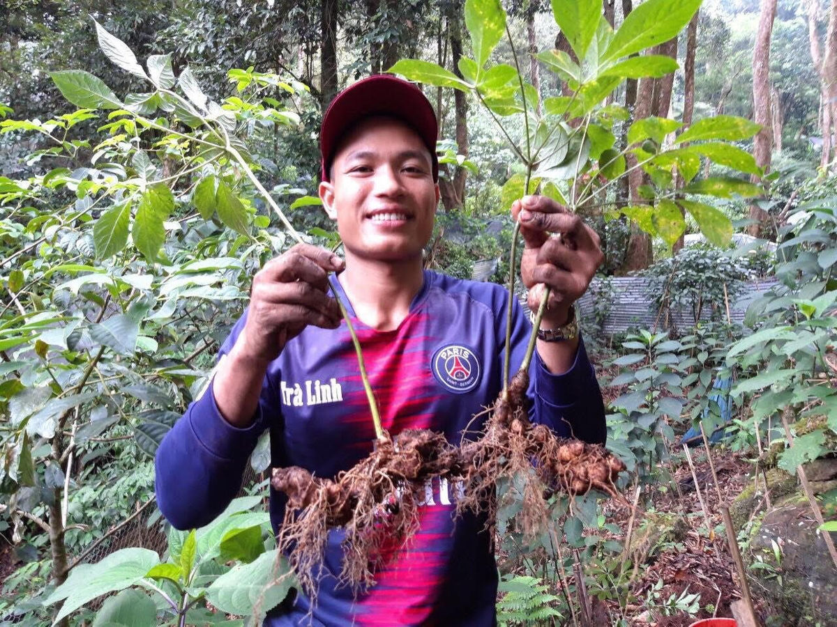 Sâm Ngọc Linh cho giá trị kinh tế cao.
