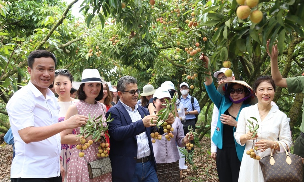 Các vị khách trải nghiệm và tham quan vườn vải. Ảnh - Cổng thông tin điện tử Hải Dương.