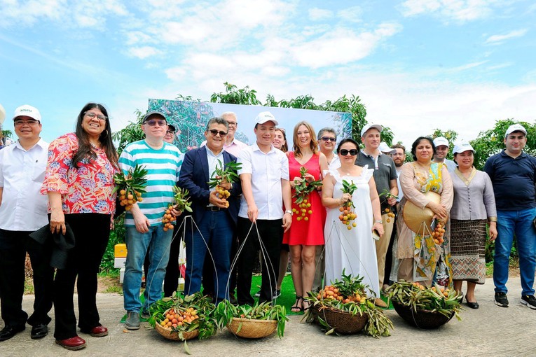 C&aacute;c đại sứ trải nghiệm thu hoạch vải thiều Thanh H&agrave;.&nbsp;