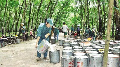 Sustainable natural rubber production posing challenge