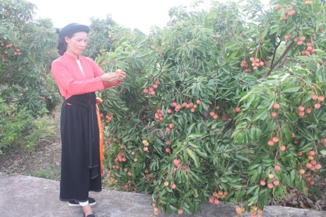 Người S&aacute;n D&igrave;u ở th&ocirc;n Muối l&agrave;m gi&agrave;u từ c&acirc;y vải thiều.
