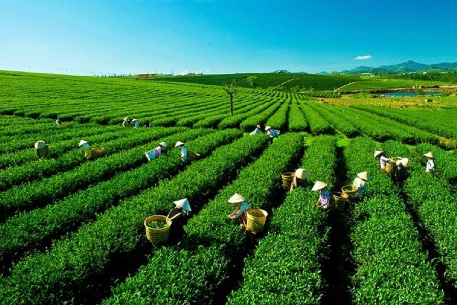 Sản phẩm chè có nhiều cơ hội tại châu Mỹ.