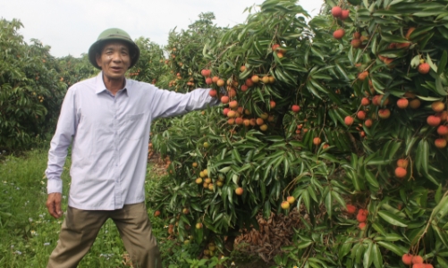 Nông dân thôn Muối làm giàu từ trồng vải GlobalGAP