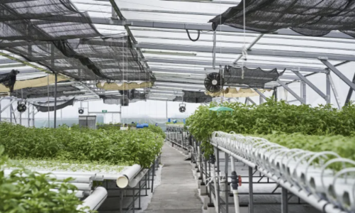 Nhập khẩu hơn 90% lương thực, Singapore đang ứng phó thế nào với lạm phát?