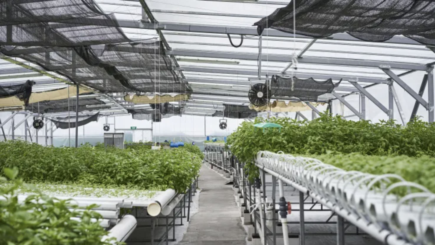 Một trang trại trồng rau trên mái nhà ở Singapore - Ảnh: Bloomberg/CNBC.