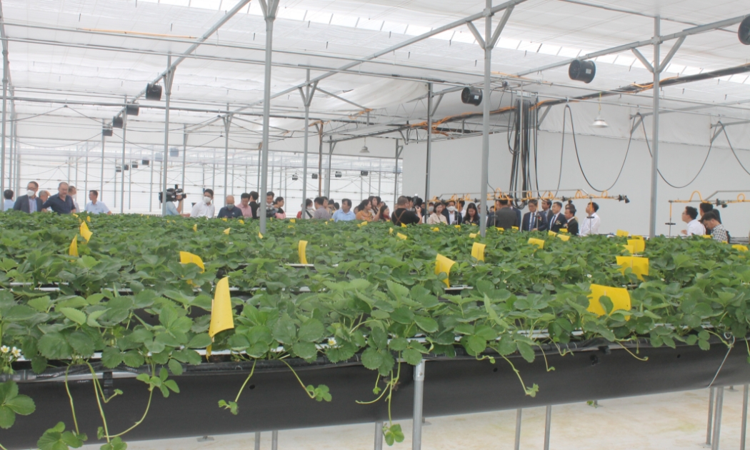 Trang trại Smart Farm Việt – Hàn.