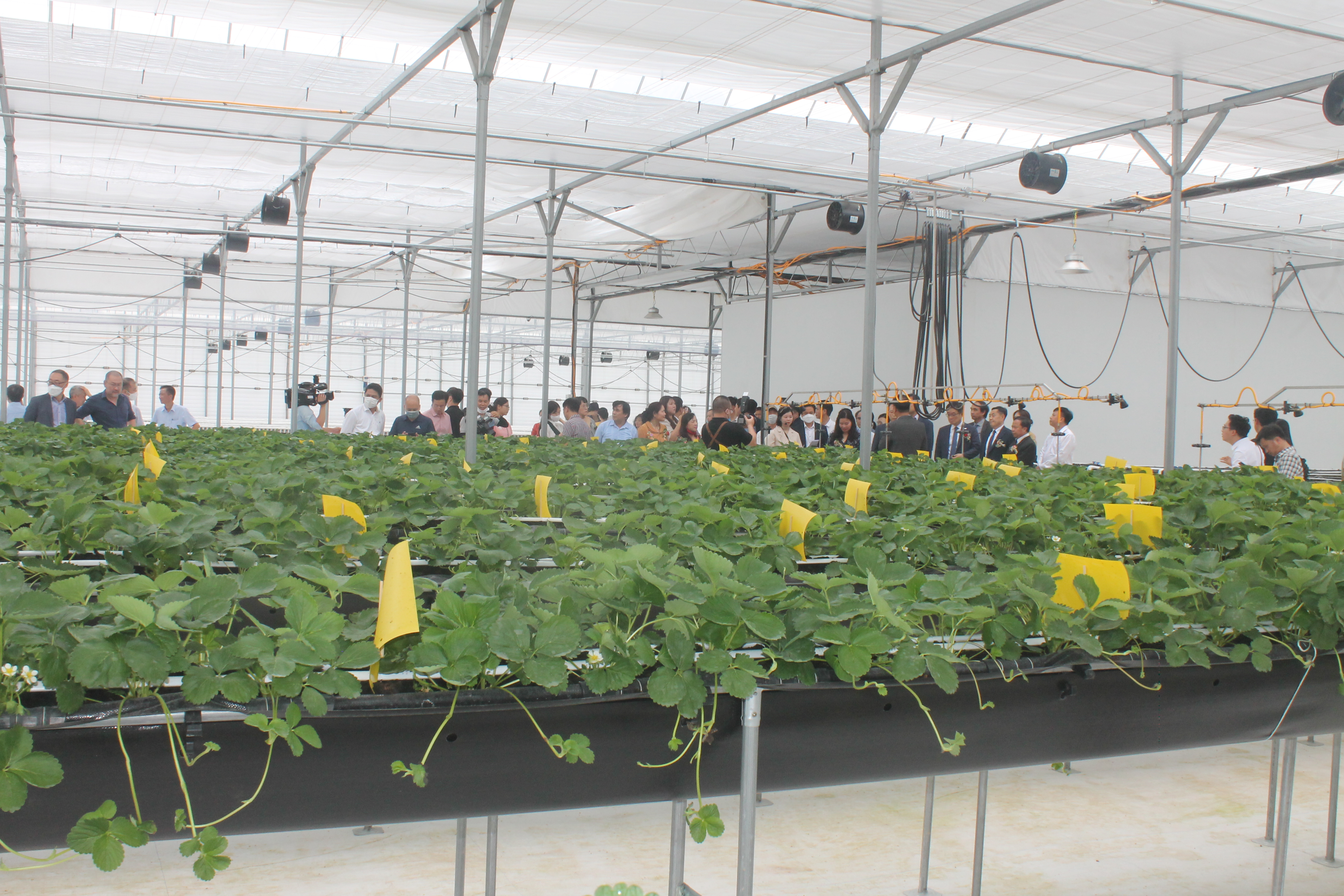 Trang trại Smart Farm Việt – Hàn.