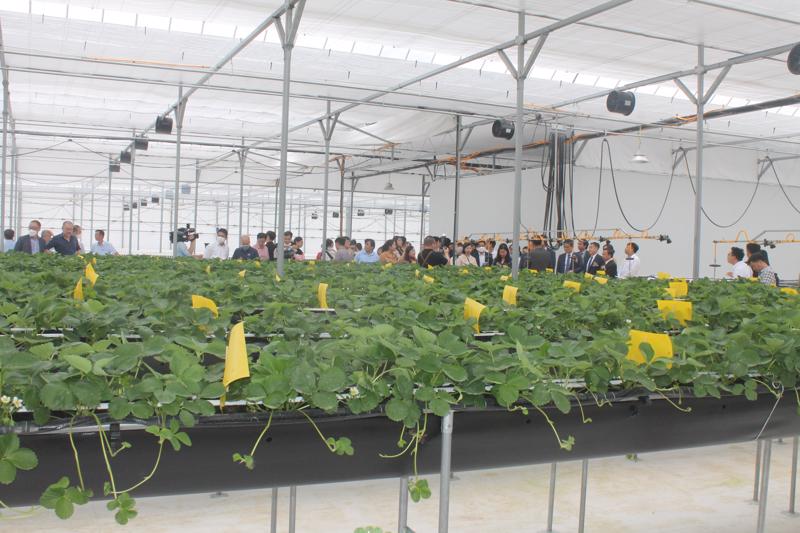 Vietnam - Korea Smart Farm. Photo: VnEconomy