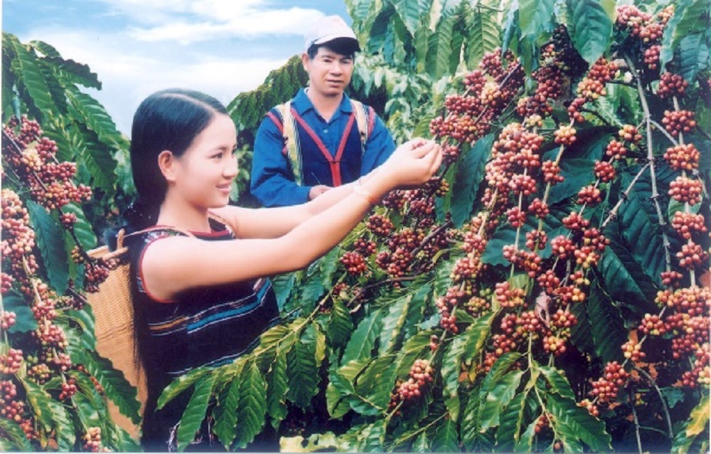 Điều kiện sinh trưởng lý tưởng của các loại cà phê