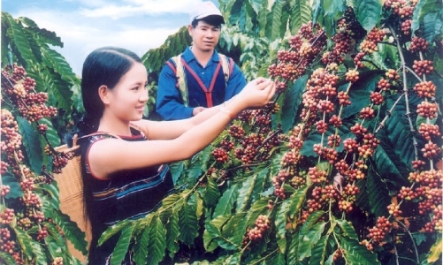 Tái canh đã đưa năng suất cà phê ở Việt Nam lên cao gấp 3 lần thế giới