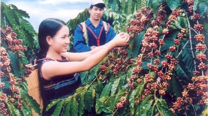 Coffee productivity 3 times higher than world average