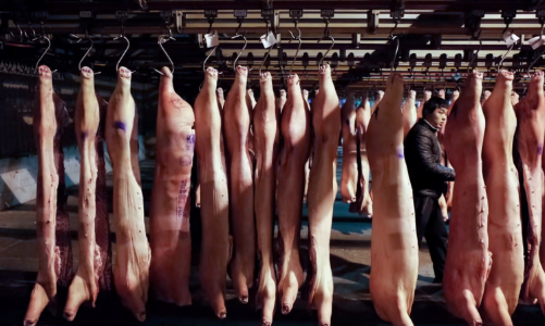 Giá thịt lợn tăng chóng mặt, Trung Quốc sẵn sàng xả kho dữ trữ chiến lược