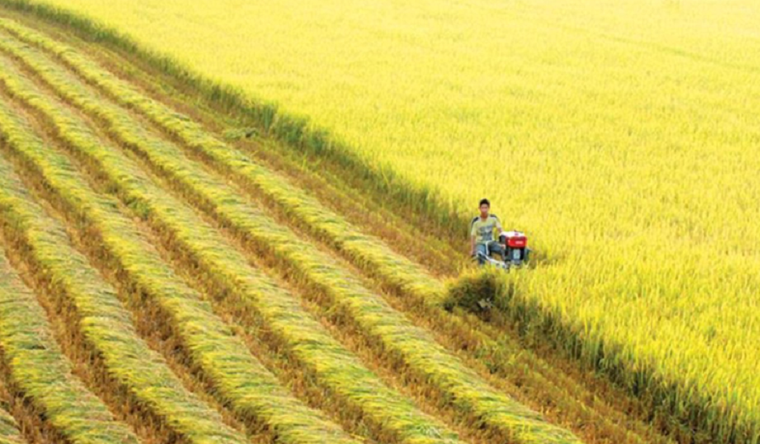 Xuất khẩu gạo sôi động nhưng nông dân trồng lúa vẫn chịu thiệt thòi do chi  phí tăng cao - Nhịp sống kinh tế Việt Nam & Thế giới