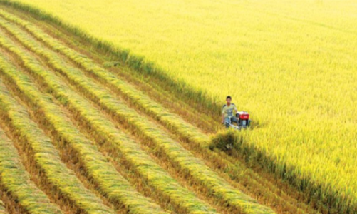 Xuất khẩu gạo sôi động nhưng nông dân trồng lúa vẫn chịu thiệt thòi do chi phí tăng cao