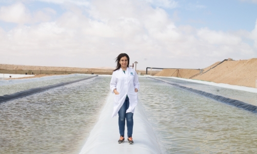 Startup Anh xây dựng trang trại tảo lớn nhất thế giới, giải bài toán biến đổi khí hậu toàn cầu