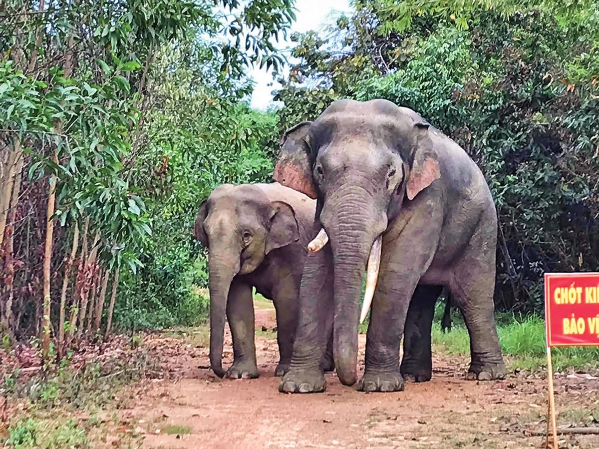 Việc x&acirc;y cầu M&atilde; Đ&agrave; đi xuy&ecirc;n v&ugrave;ng l&otilde;i&nbsp;sẽ g&acirc;y chia cắt v&ugrave;ng l&otilde;i, ph&acirc;n mảnh hệ sinh th&aacute;i, ảnh hưởng đến h&agrave;nh lang li&ecirc;n kết đa dạng sinh học...