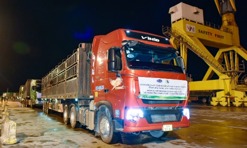 Trang trại Vinamilk Lao-Jagro tiếp nhận đàn bò sữa 1000 con đầu tiên nhập khẩu từ Mỹ