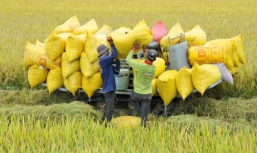 Gạo Việt Nam vẫn có cơ hội để mở rộng tại thị trường Anh