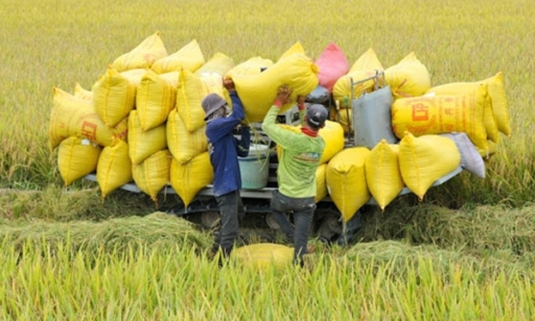 Gạo Việt có nhiều tiềm năng tại Anh.